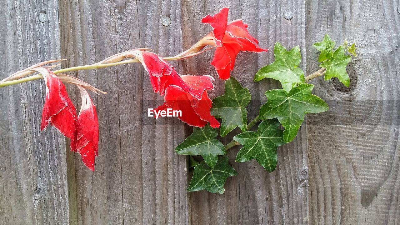 CLOSE-UP OF RED FLOWER