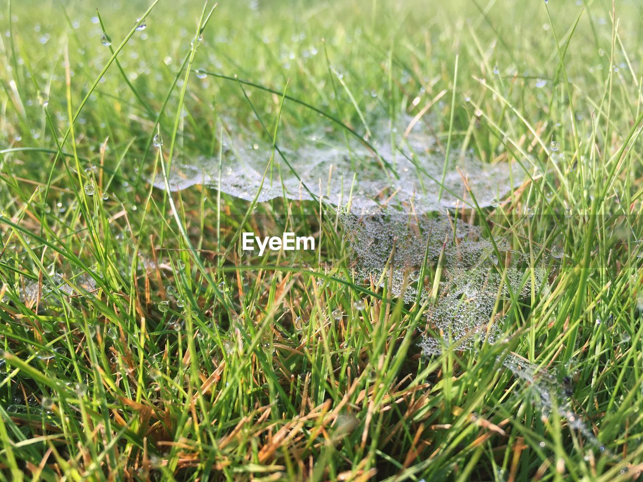 Close-up of spider web on field