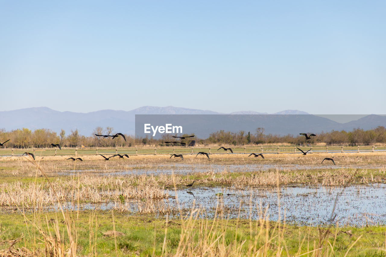 FLOCK OF BIRDS IN THE LAKE