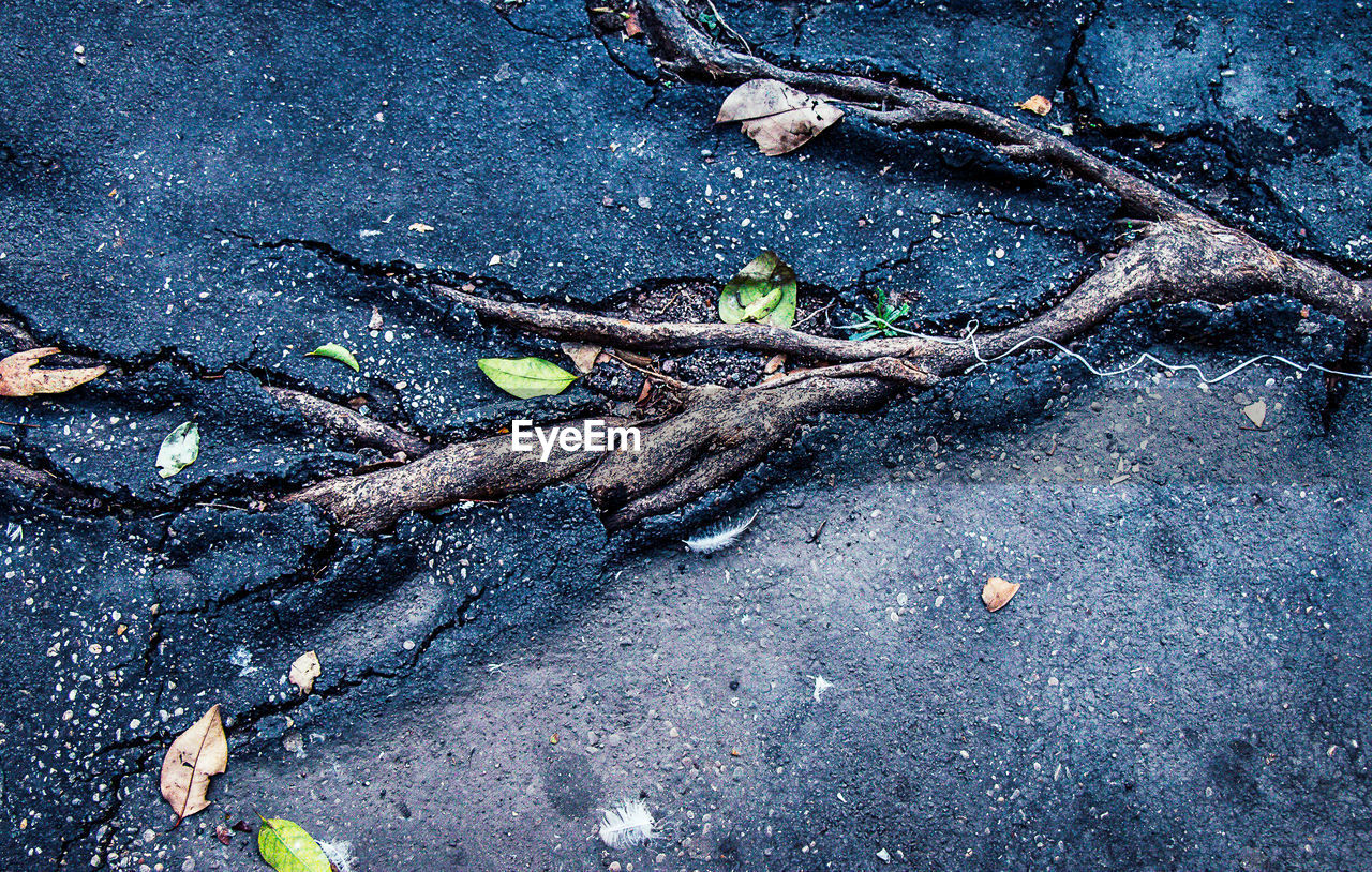 HIGH ANGLE VIEW OF LEAVES