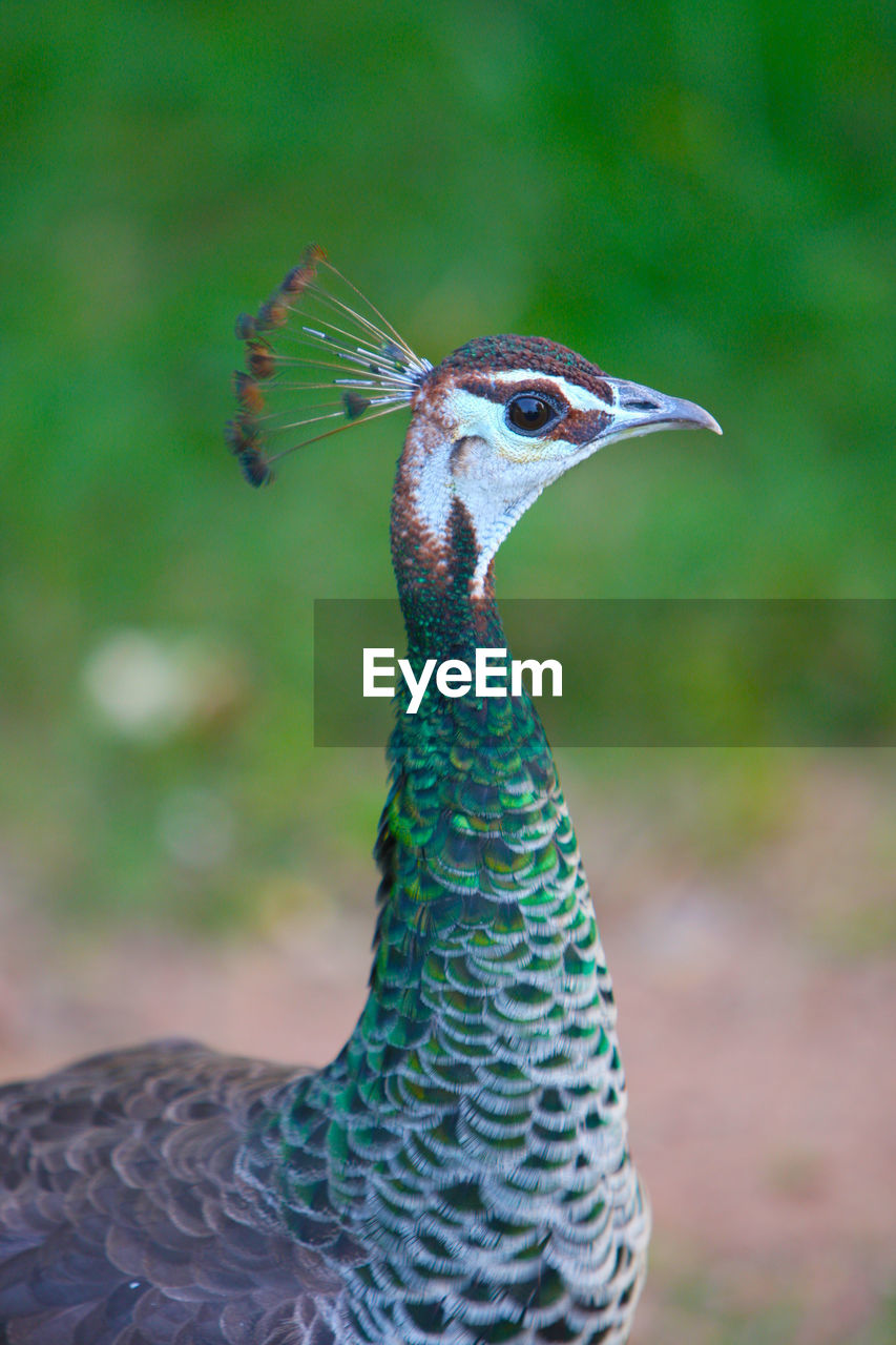 CLOSE-UP OF A PARROT