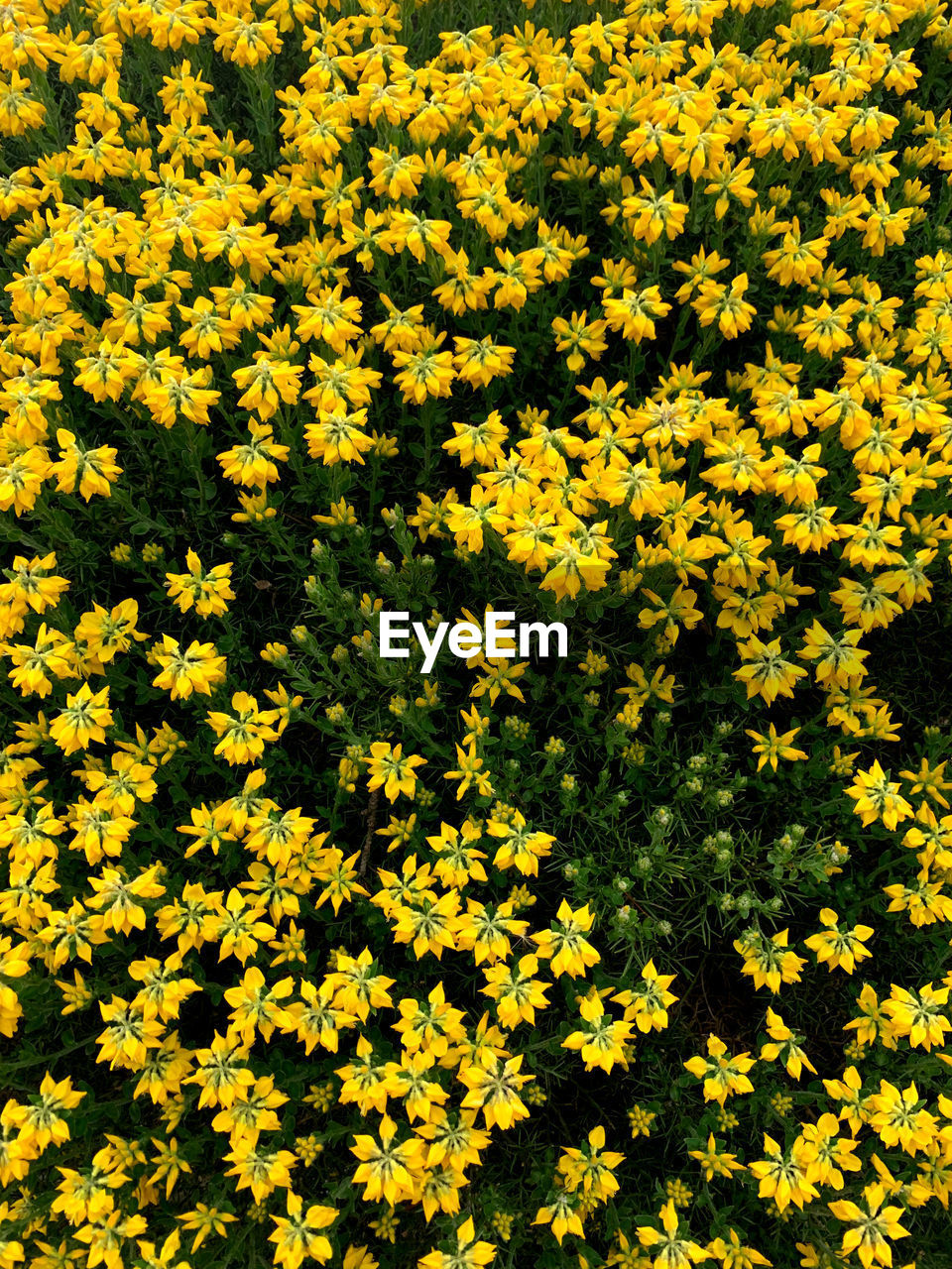 High angle view of yellow flowering plants on field