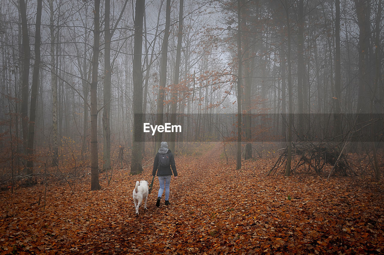 REAR VIEW OF PERSON WALKING WITH DOG IN FOREST