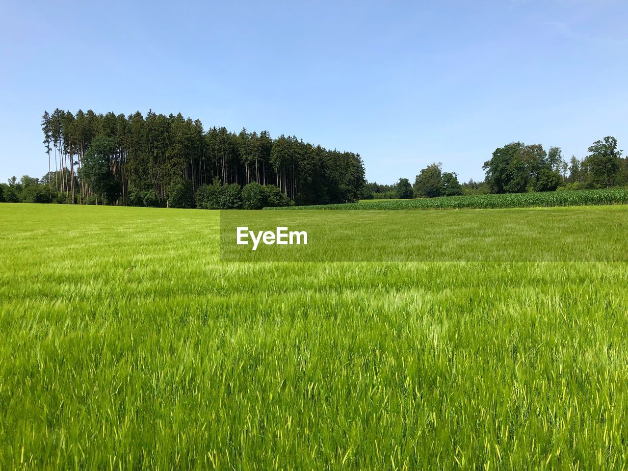 Scenic view of field against clear sky