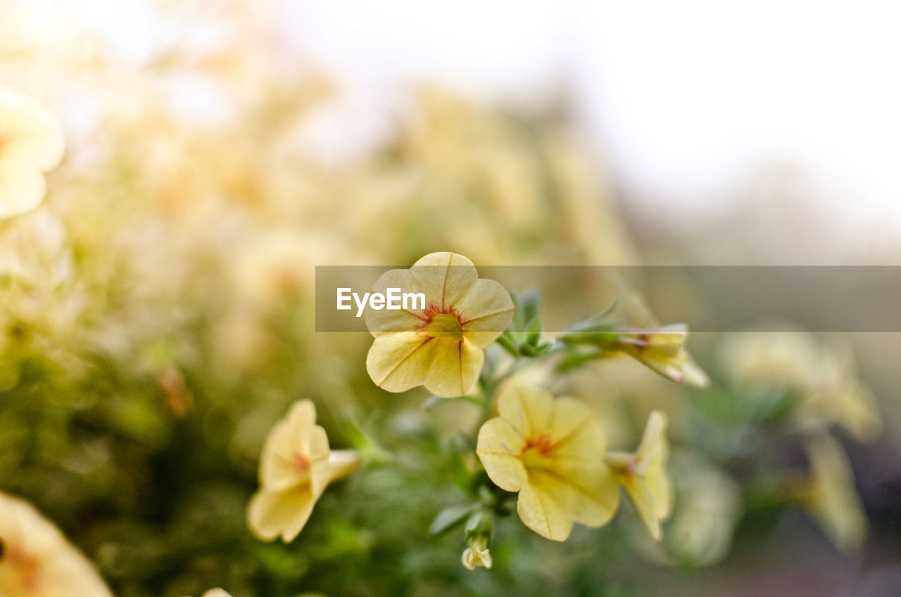 Close-up of white flowering plant