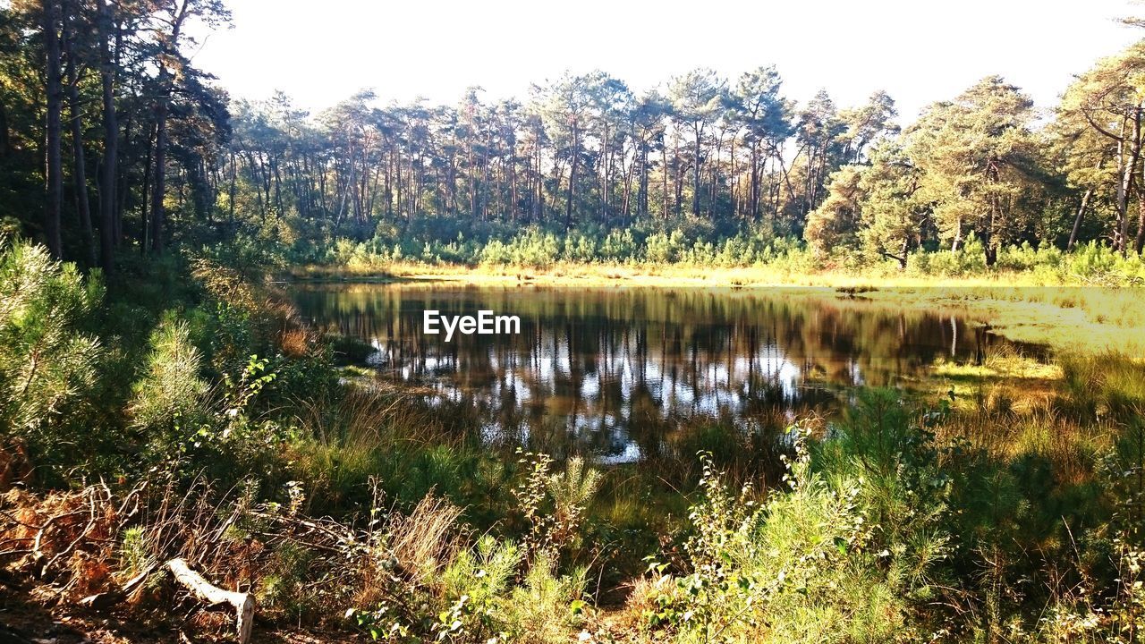 Scenic view of lake and trees