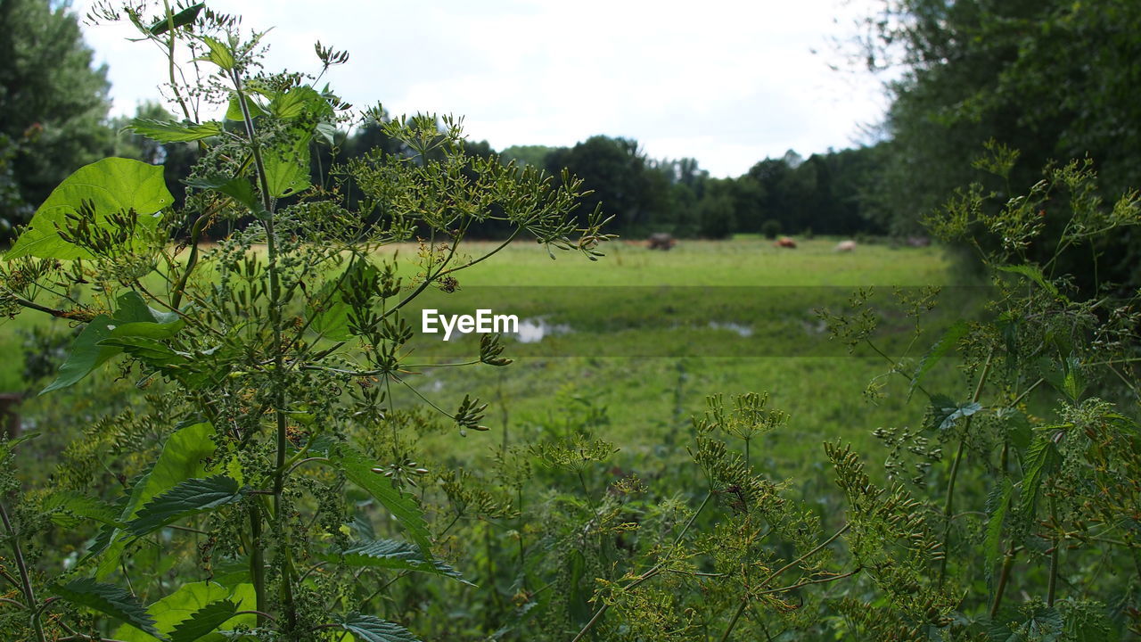 CLOSE-UP OF FRESH GREEN FIELD AGAINST SKY