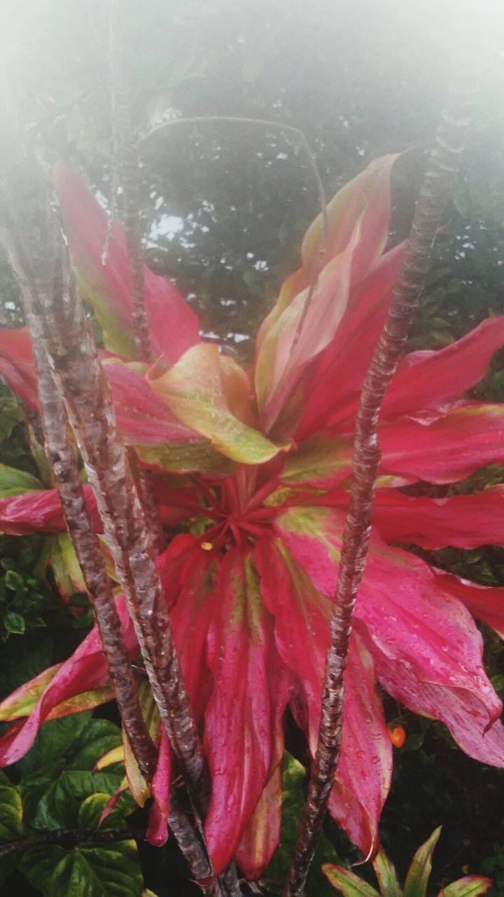 CLOSE-UP OF FLOWERS