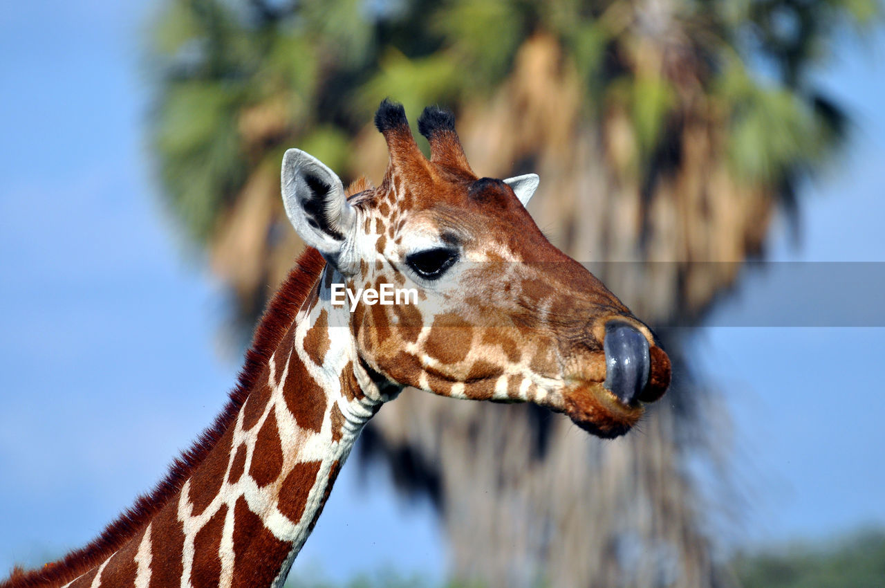  giraffe licking lips 