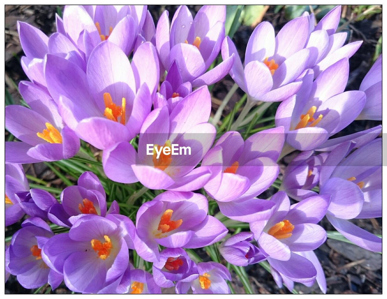 Close-up of purple flowers