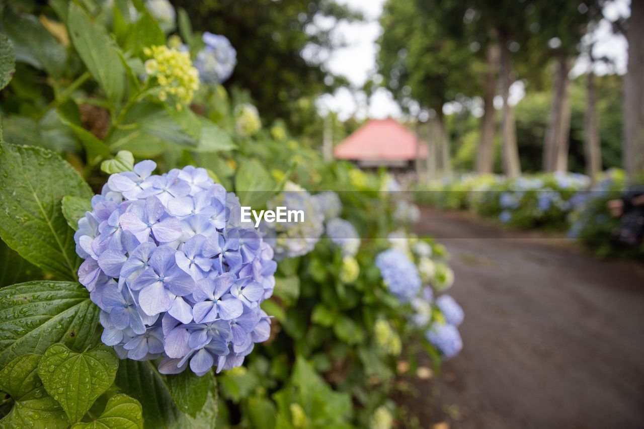 CLOSE-UP OF PURPLE HYDRANGEAS IN PARK