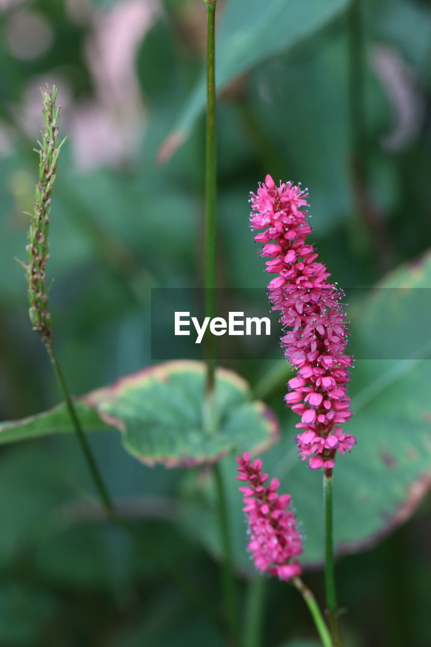 CLOSE-UP OF PURPLE FLOWERING PLANT