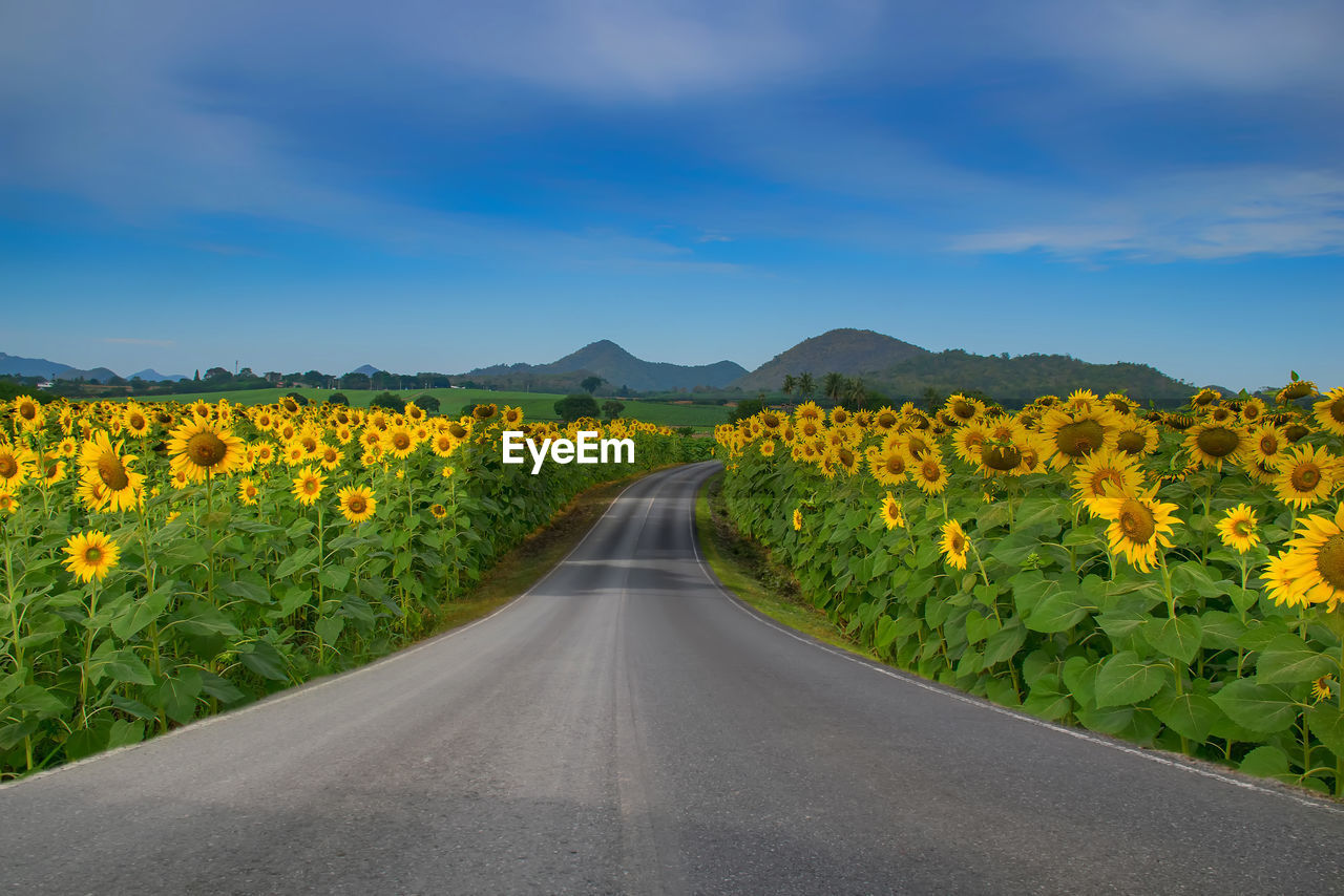 Empty road amidst sunflowers