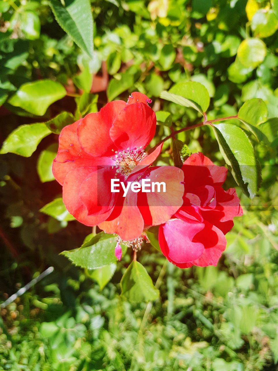 CLOSE-UP OF RED FLOWER BLOOMING OUTDOORS