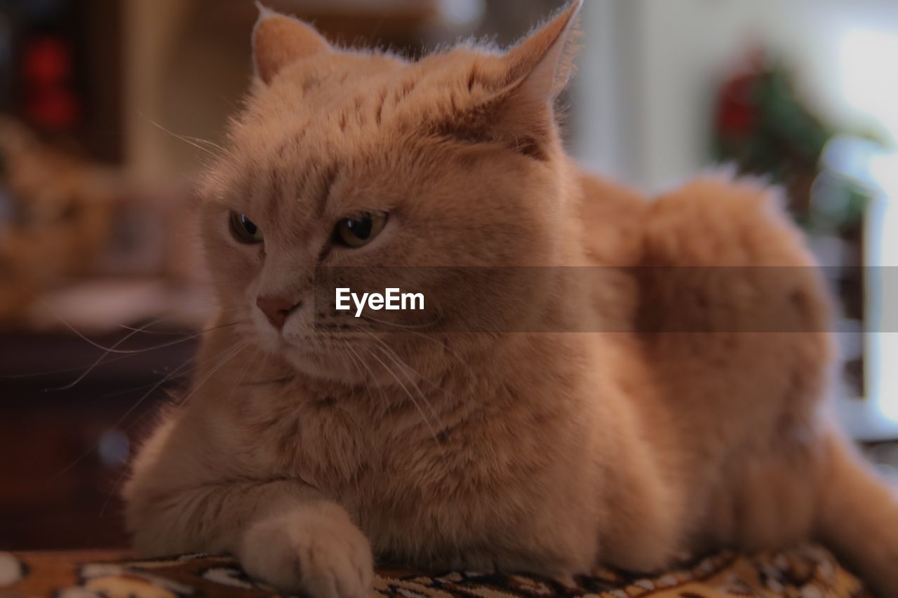 CLOSE-UP OF GINGER SITTING CAT AT HOME