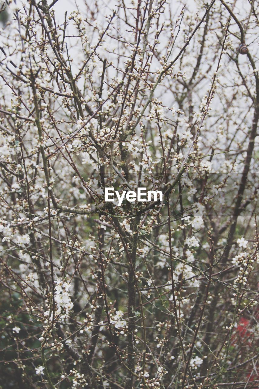 CLOSE-UP OF FLOWER TREE AGAINST BLURRED BACKGROUND