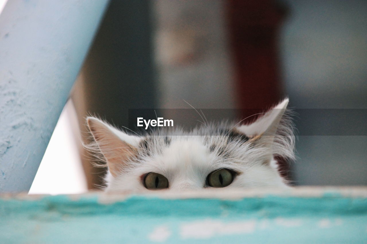 Cat spying