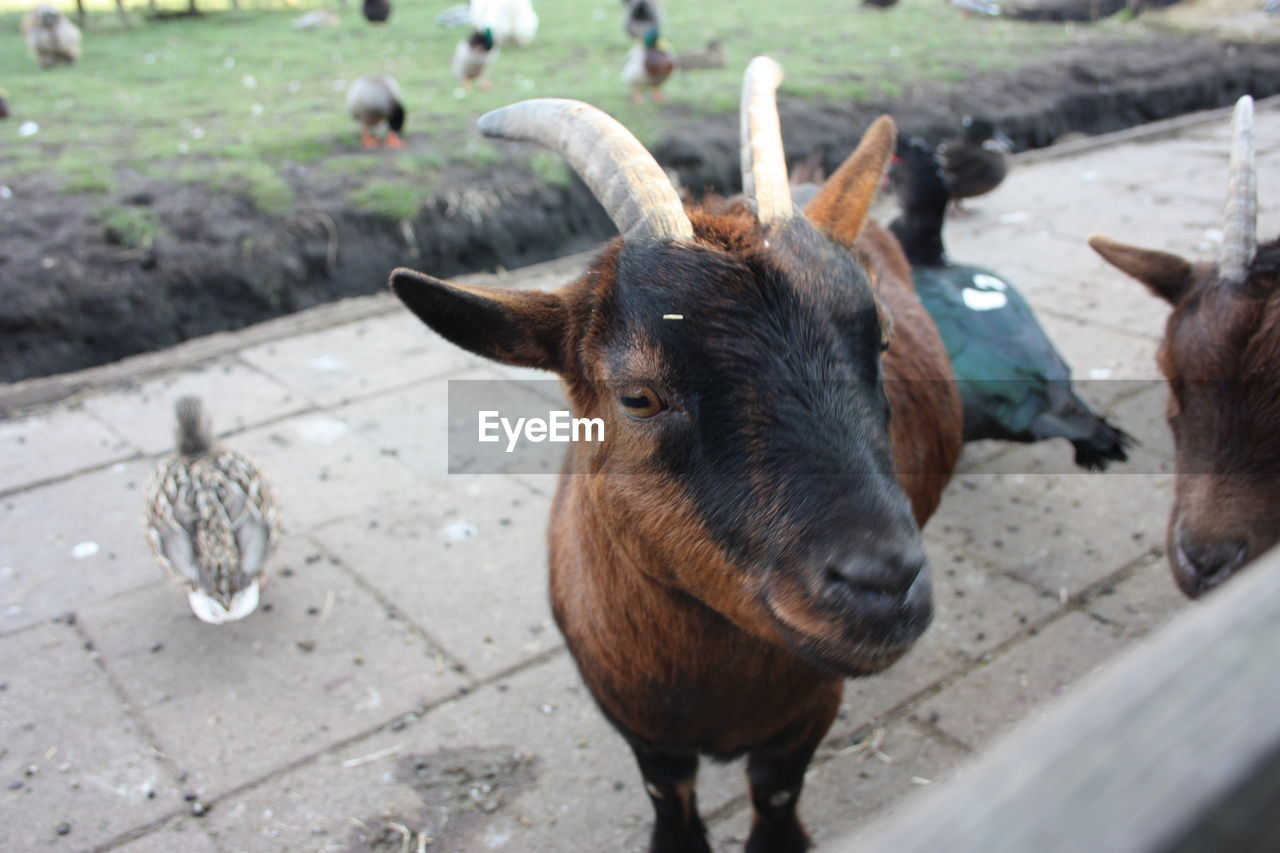 High angle view of goat