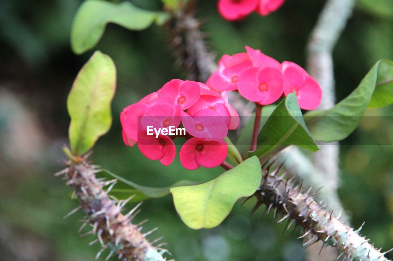 CLOSE-UP OF PINK FLOWERS