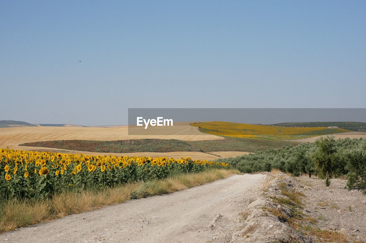 Scenic view of field against clear sky