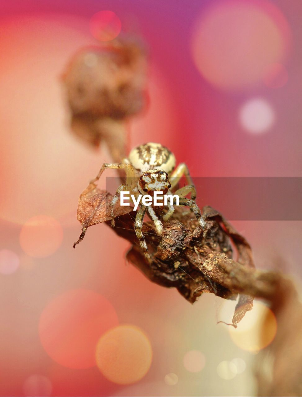 CLOSE-UP OF SPIDER ON LEAF