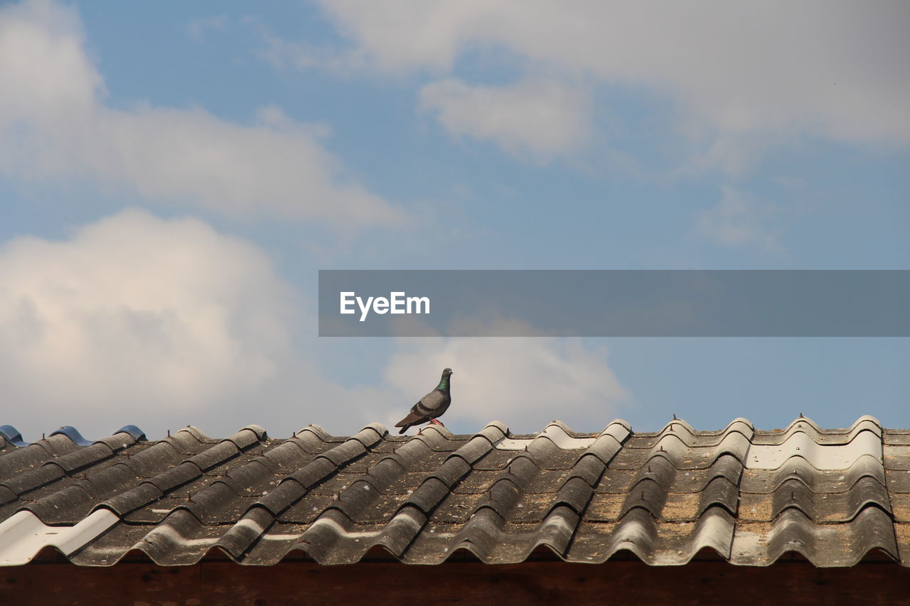Low angle view of birds perching on roof against sky