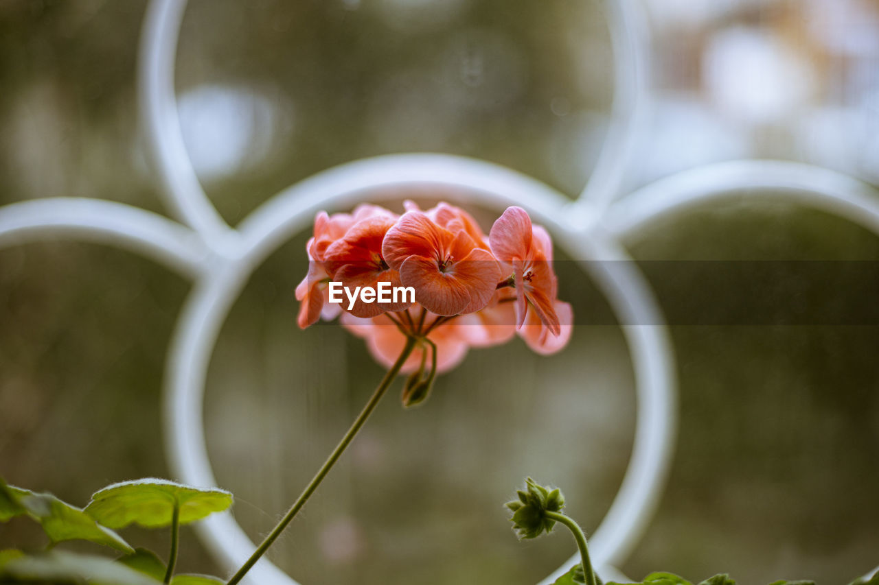 flower, plant, flowering plant, beauty in nature, nature, freshness, close-up, macro photography, fragility, petal, leaf, flower head, no people, blossom, focus on foreground, rose, outdoors, green, inflorescence, plant part, growth, pink, springtime, botany, plant stem, summer, day