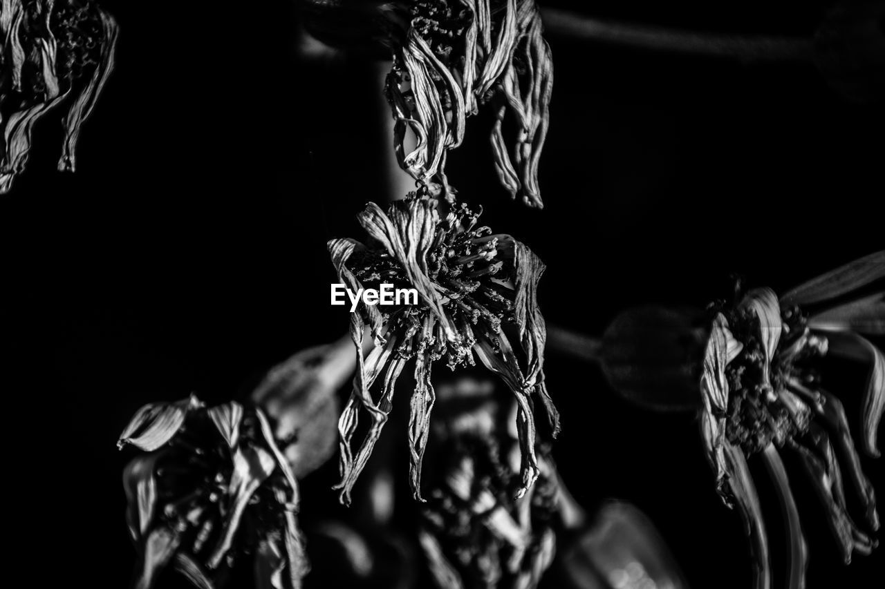 Close-up of leaves against black background