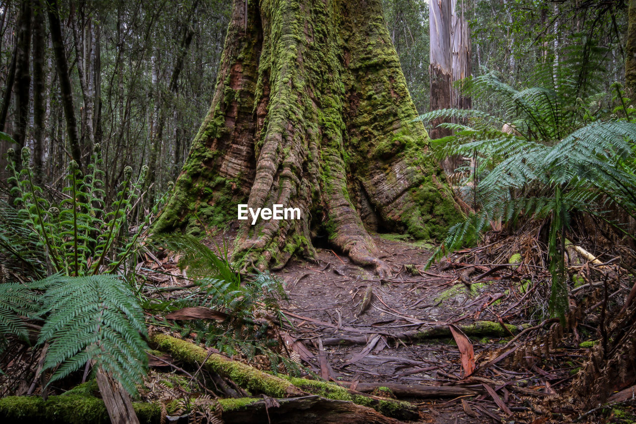 Roots of a swamp gum tree with ferns, mount field national park,