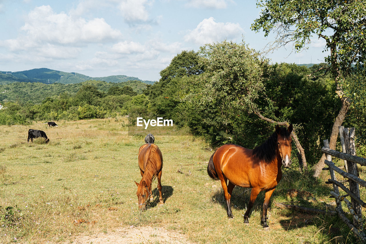 HORSES STANDING IN A FIELD