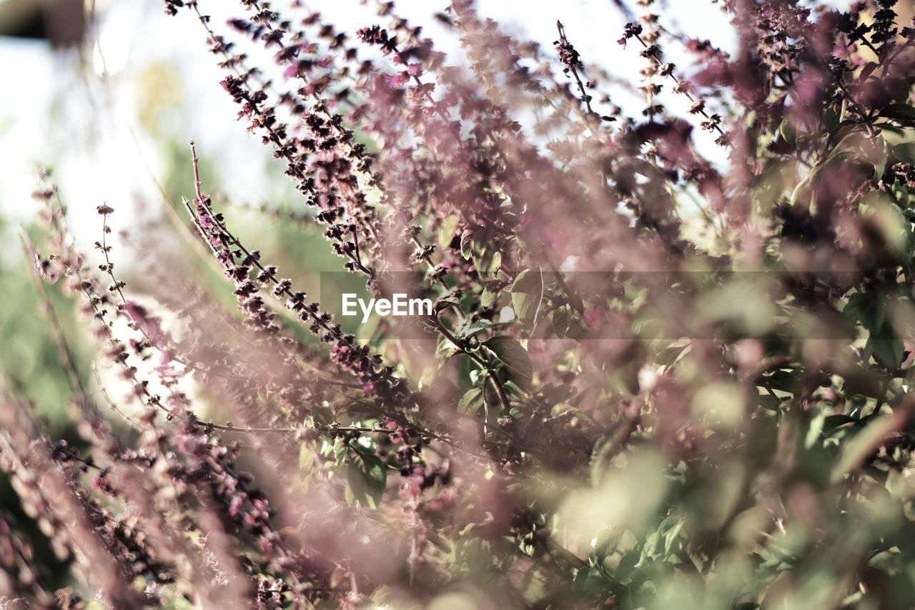 Close-up of flowers on tree