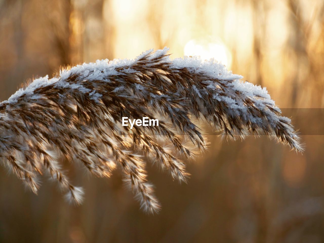 Close-up of wilted plant on field during winter