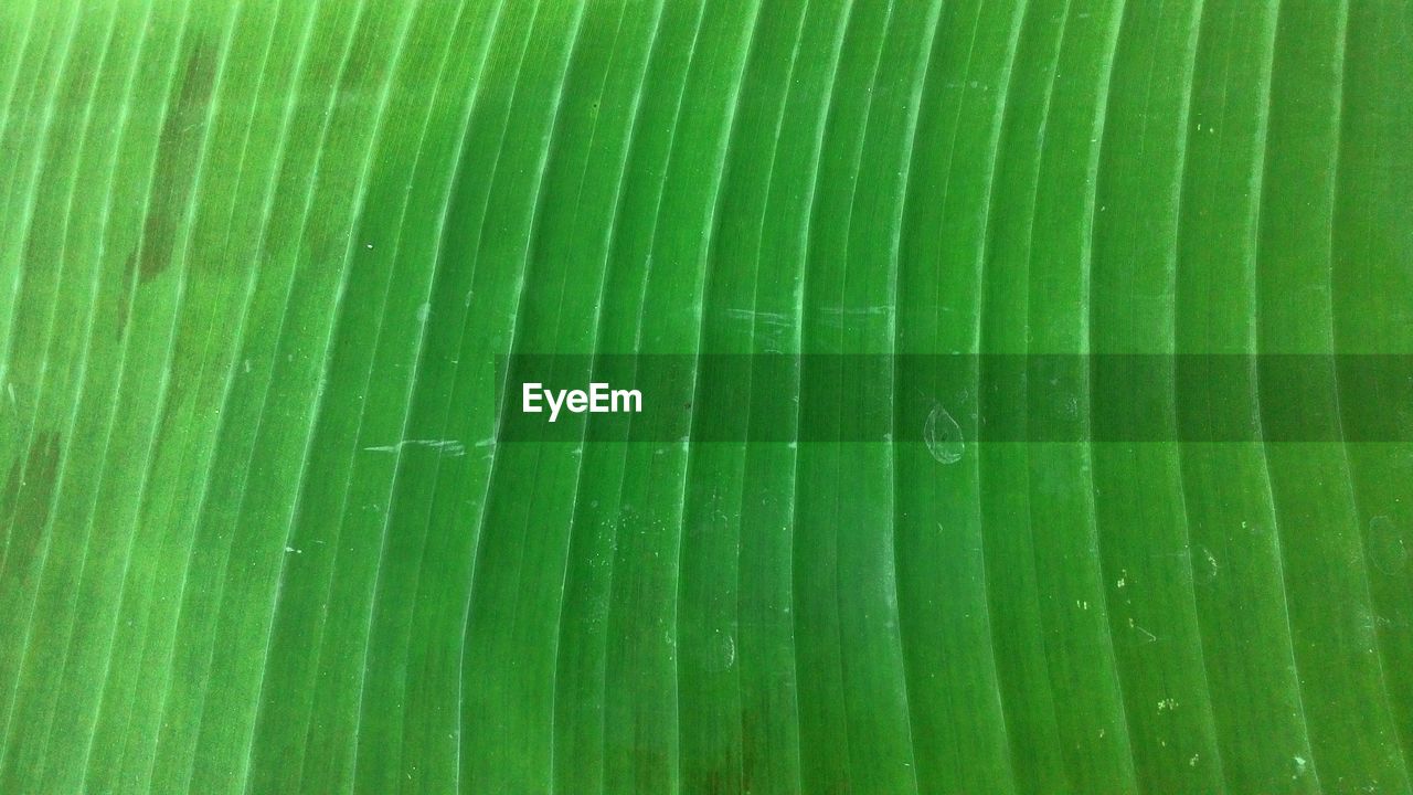FULL FRAME SHOT OF GREEN WALL