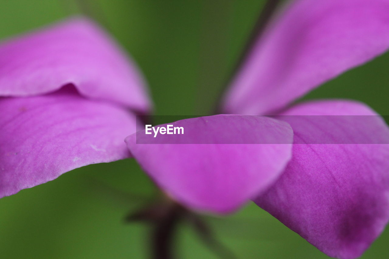 Close-up of purple flower