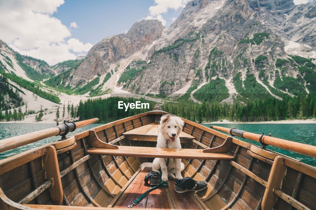 Dog on boat. 