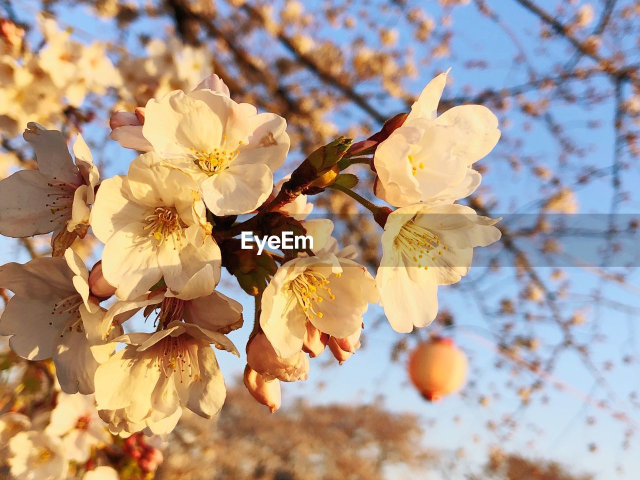 Close-up of yellow flowering tree against sky