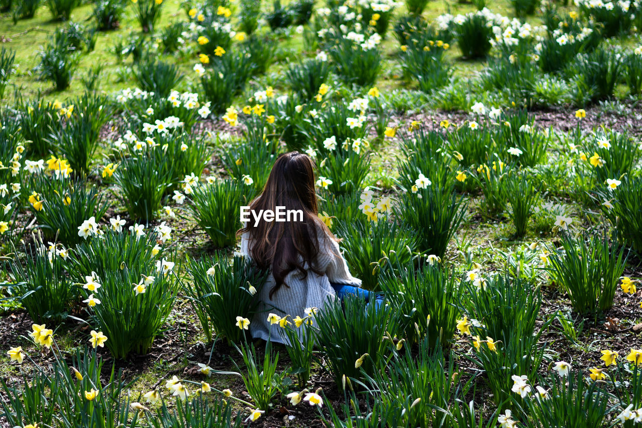 Rear view of woman sitting amidst flowers on field
