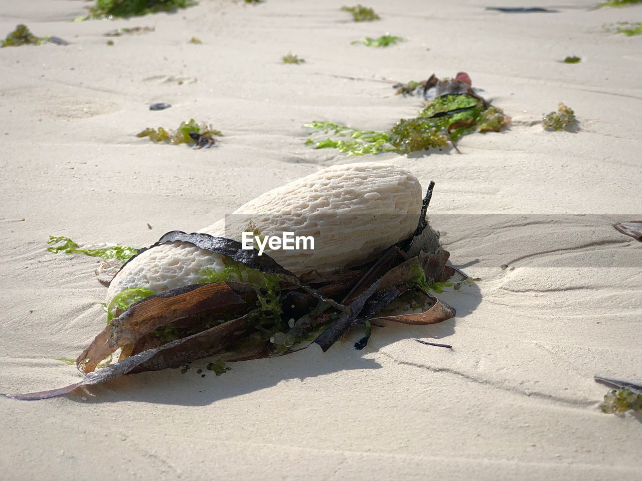  shells on beach