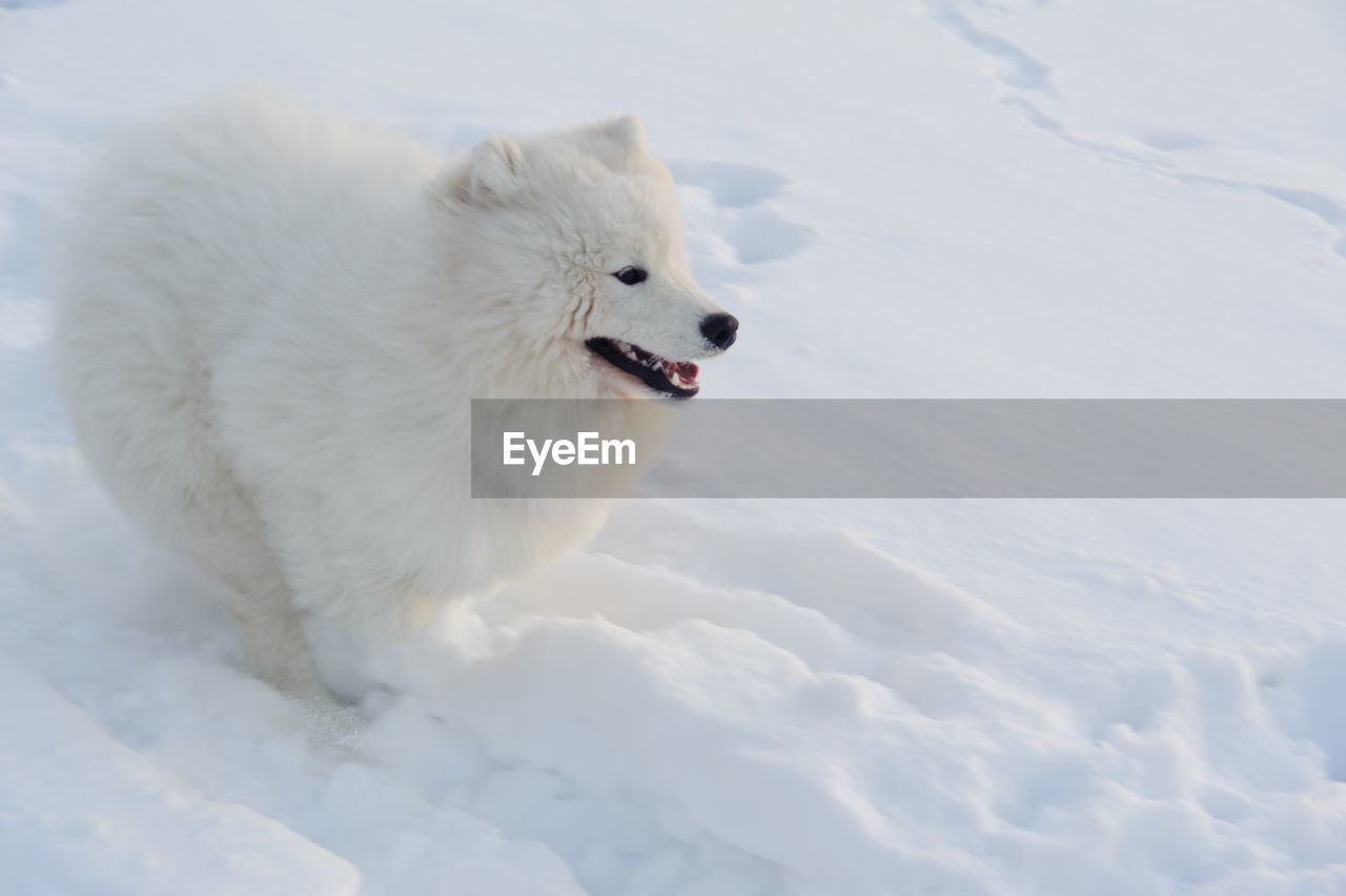 HIGH ANGLE VIEW OF DOG ON SNOWY LANDSCAPE