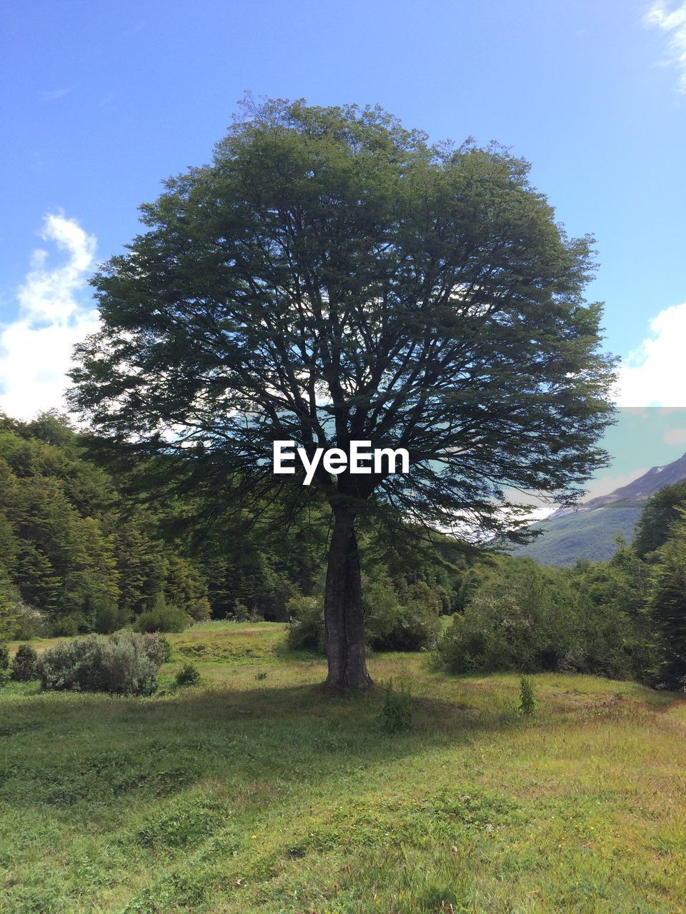 TREE IN FIELD