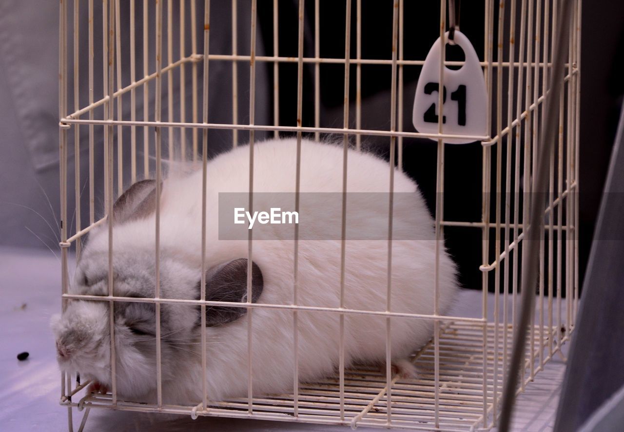 Close-up of cat sleeping in cage