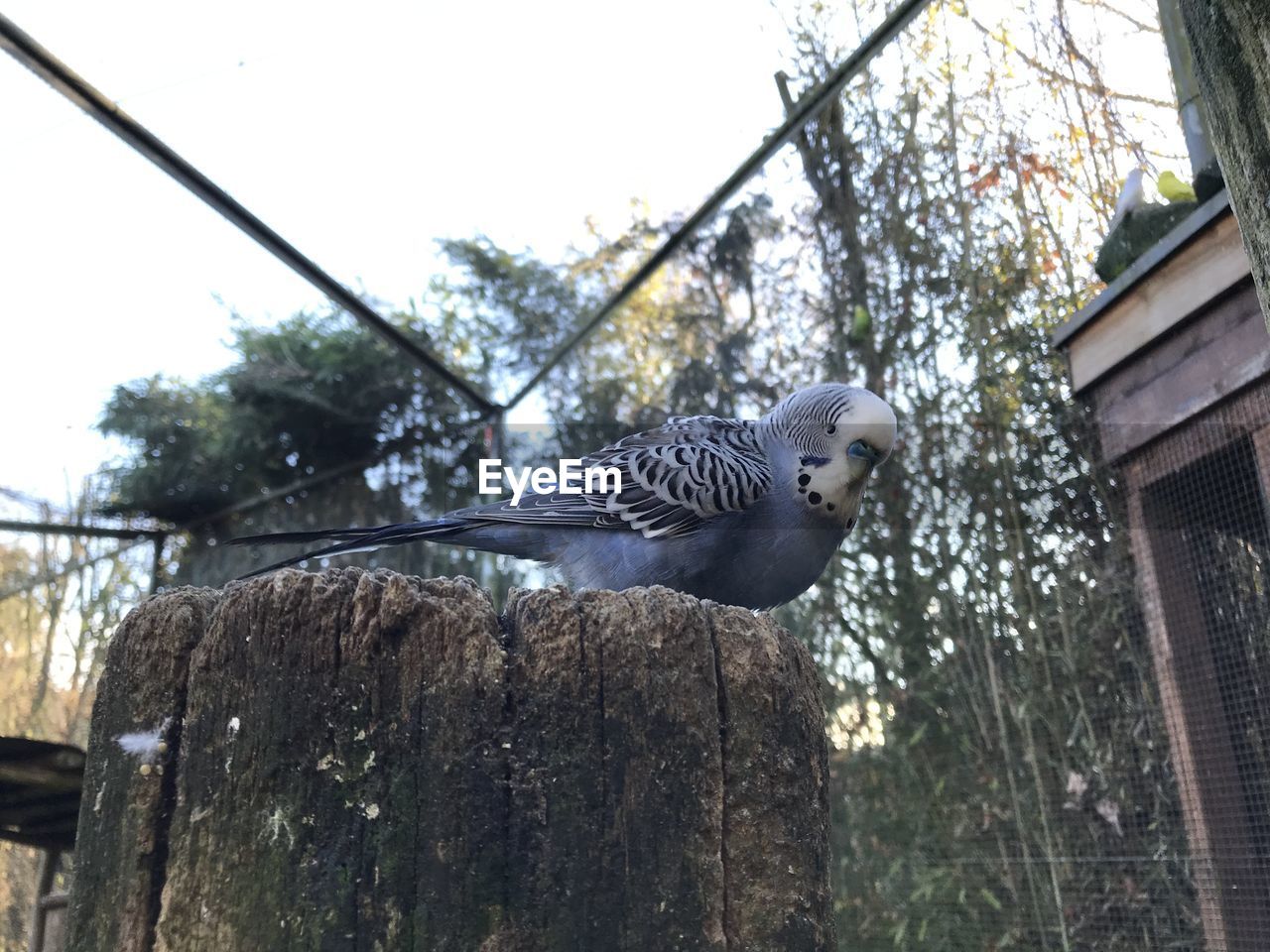 LOW ANGLE VIEW OF BIRD PERCHING ON A TREE