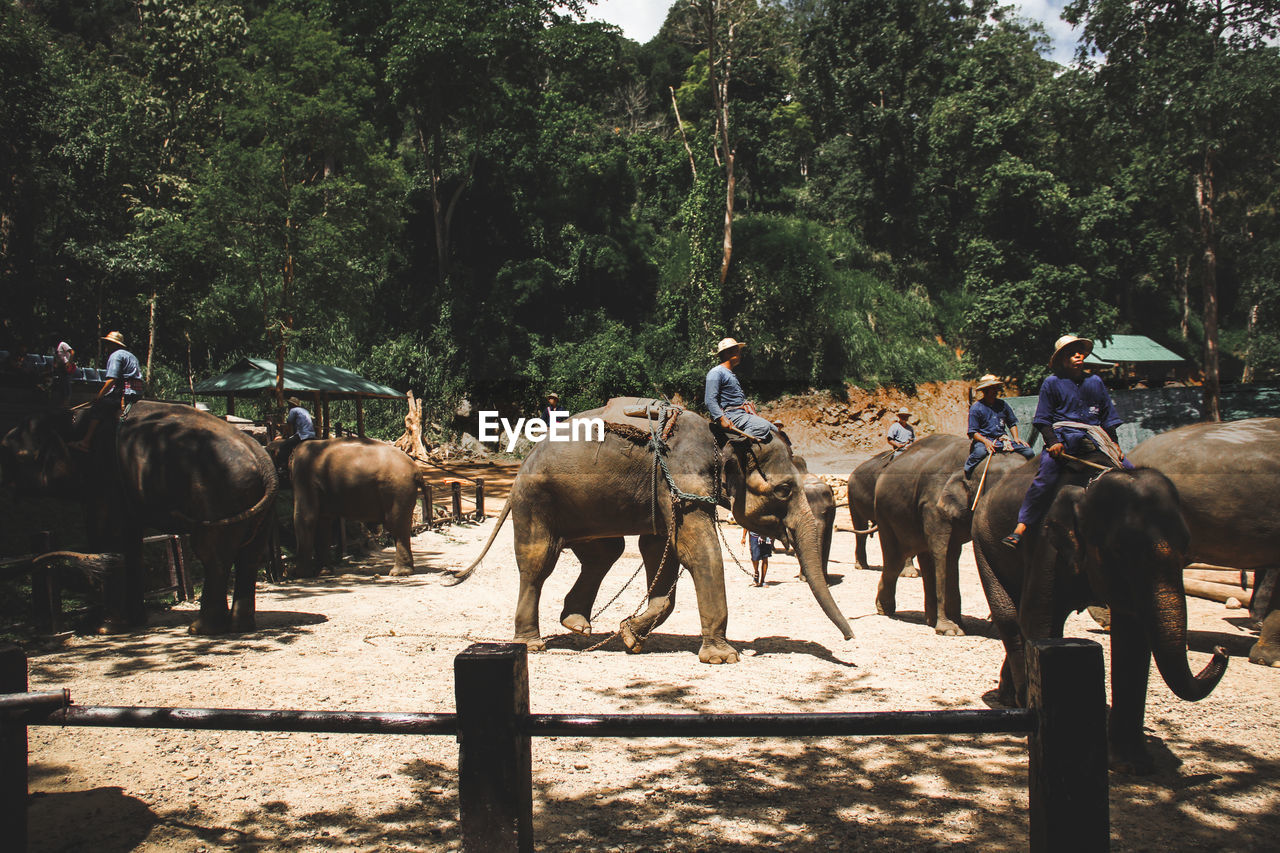 PEOPLE RIDING HORSES BY TREES