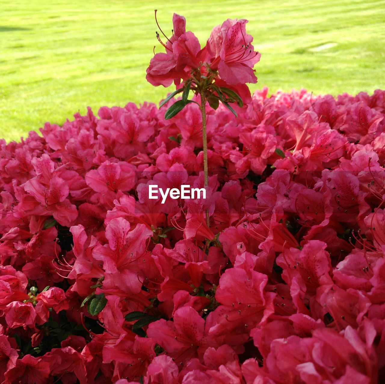 CLOSE-UP OF PINK FLOWERS BLOOMING IN GARDEN