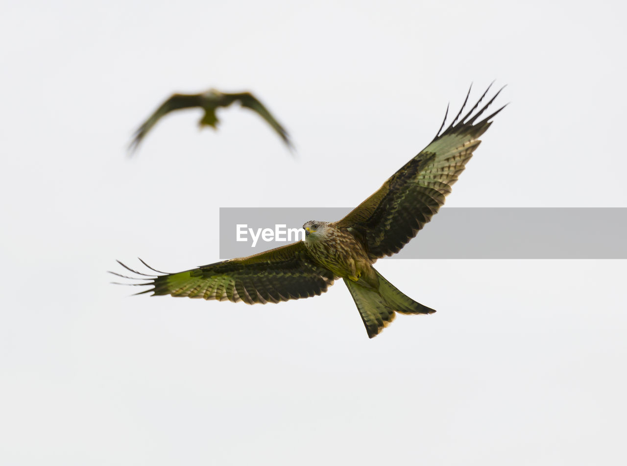 CLOSE-UP OF EAGLE FLYING