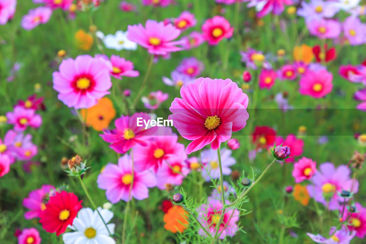 Close-up of pink flowering plants on field