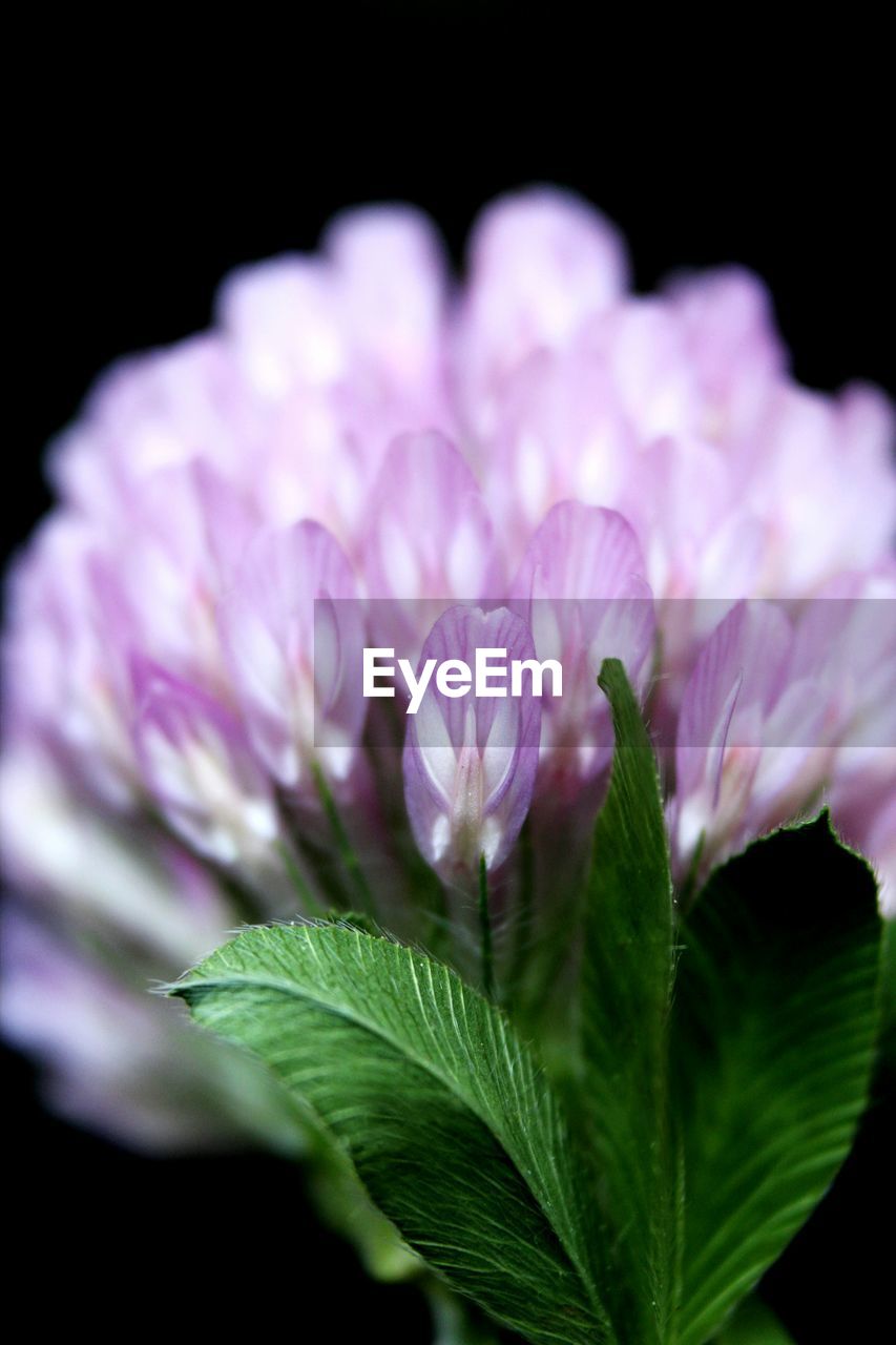 Close-up of purple flowers blooming outdoors