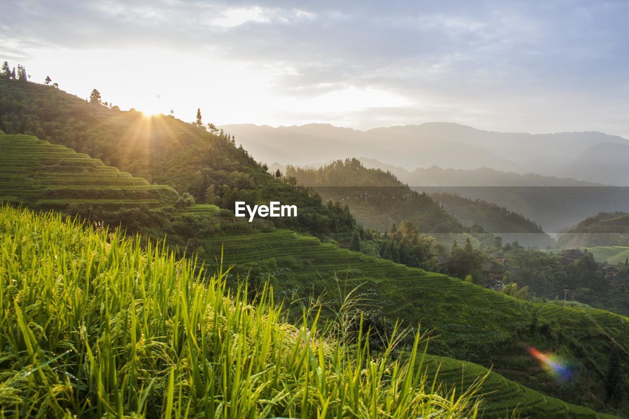 Scenic view of agricultural field against sky at sunset