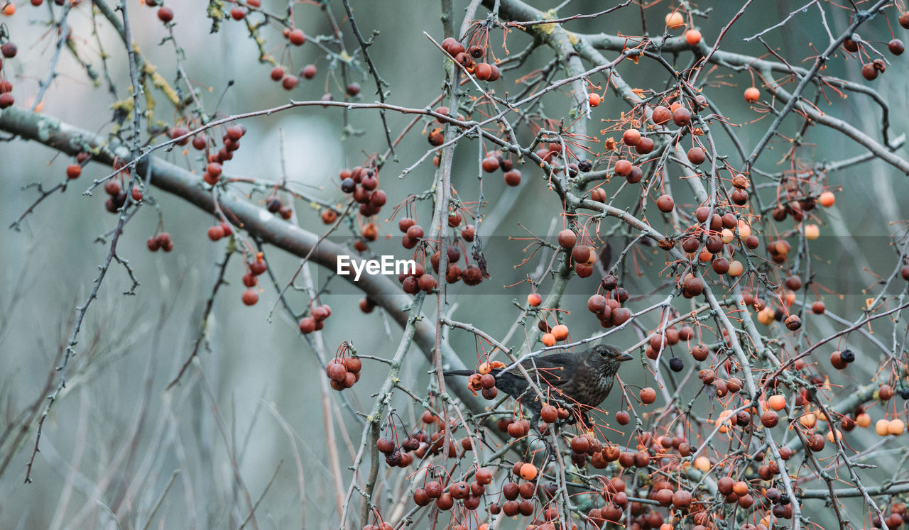 Low angle view of berries on tree