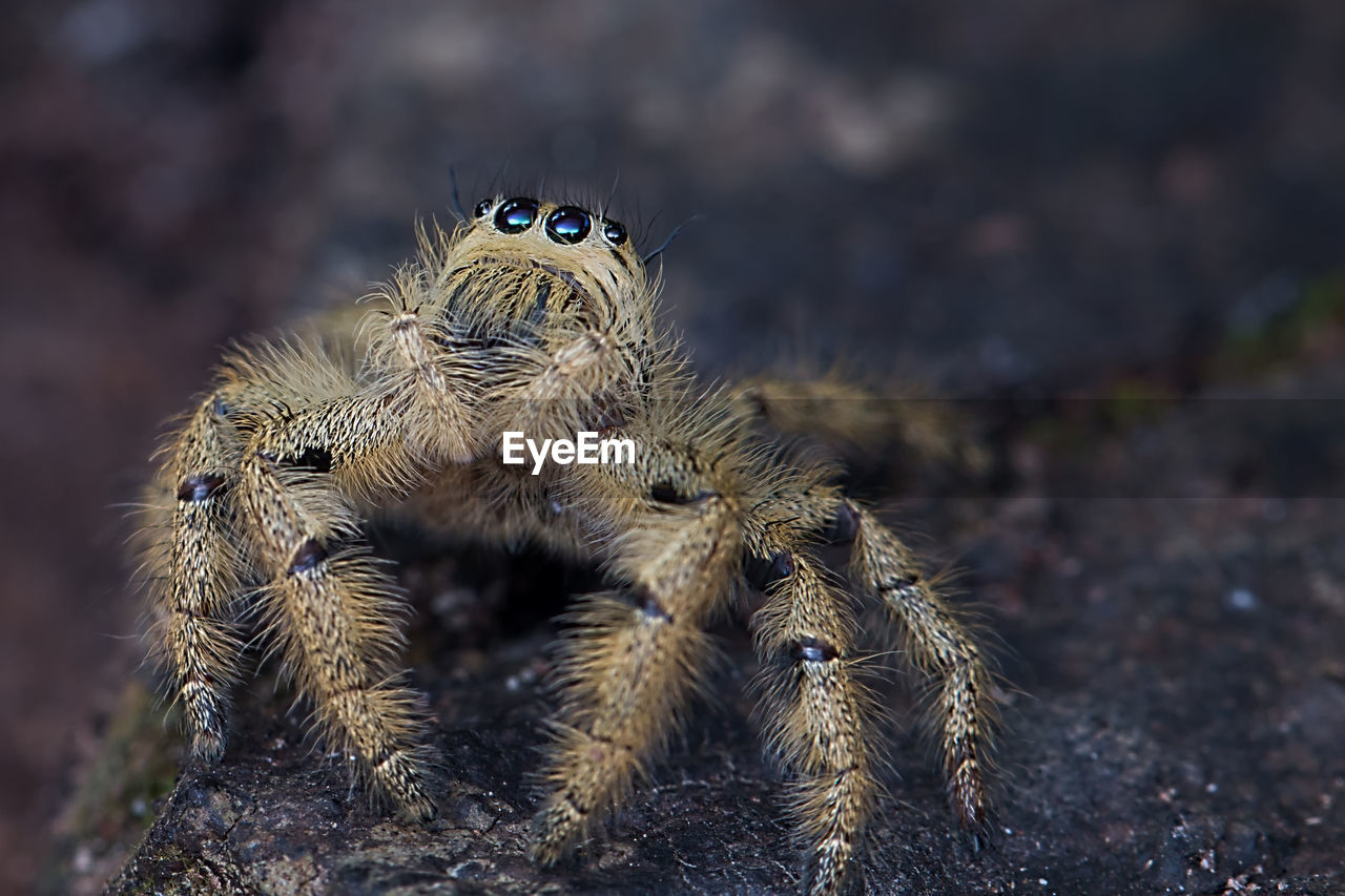 Close-up of jumping spider on rock